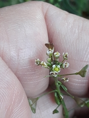 Capsella bursa-pastoris