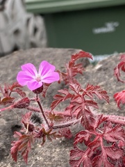 Geranium robertianum