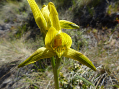 Chloraea × flavovirens