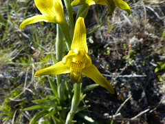 Chloraea × flavovirens