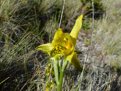 Chloraea × flavovirens