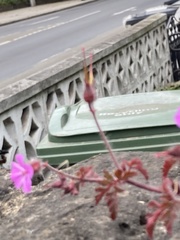 Geranium robertianum