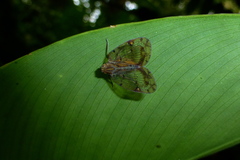Nogodinidae