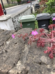 Geranium robertianum