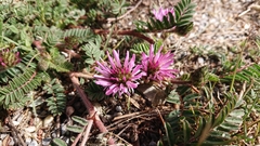 Astragalus glaux