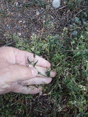 Capsella bursa-pastoris