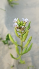 Cakile constricta