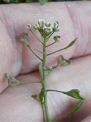 Capsella bursa-pastoris