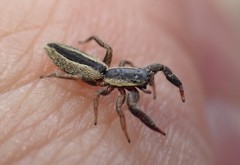 Holoplatys tasmanensis