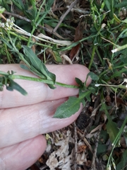 Capsella bursa-pastoris