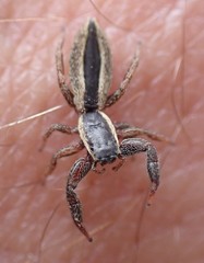 Holoplatys tasmanensis