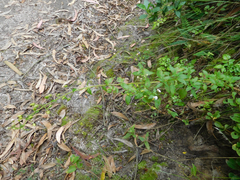 Alonsoa meridionalis