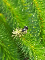 Chrysomelidae
