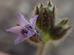 Gilia clivorum