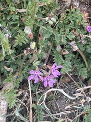 Erodium cicutarium
