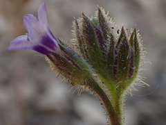 Gilia clivorum