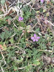 Erodium cicutarium