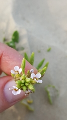Cakile constricta
