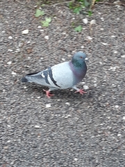 Columba livia domestica