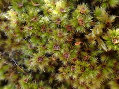 Breutelia pendula