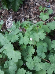Geranium rotundifolium