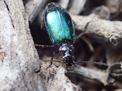 Lebia cyanipennis