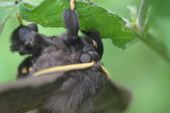 Arsenurinae