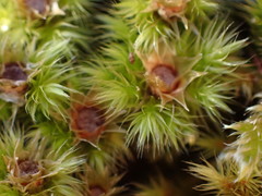Breutelia pendula