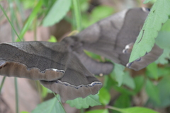 Arsenurinae