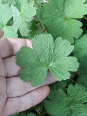 Geranium rotundifolium