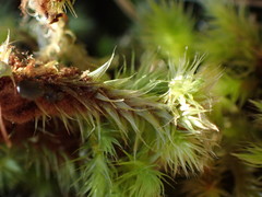 Breutelia pendula