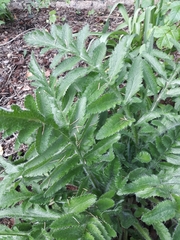Angiospermae