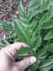 Angiospermae