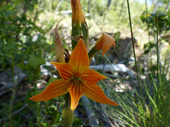Chloraea nudilabia