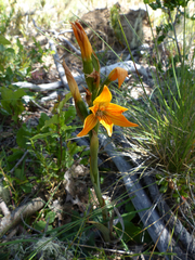 Chloraea nudilabia