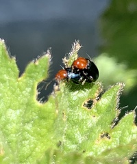 Podagrica fuscicornis