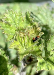 Podagrica fuscicornis