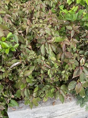 Acalypha wilkesiana