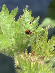 Podagrica fuscicornis