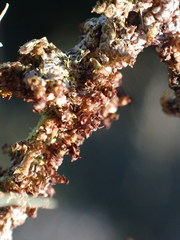 Frullania patula