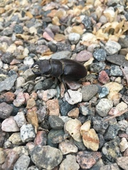Lucanus mazama