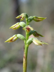 Genoplesium ciliatum