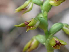 Genoplesium ciliatum