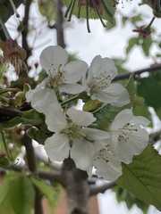 Prunus avium