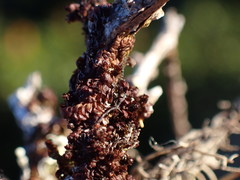 Frullania patula
