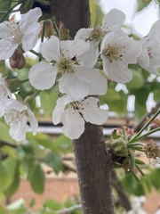 Prunus avium