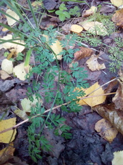 Selinum