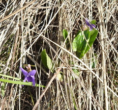 Viola ambigua