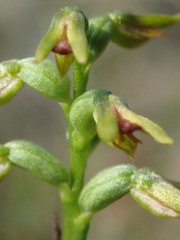 Genoplesium ciliatum