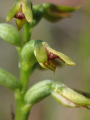 Genoplesium ciliatum